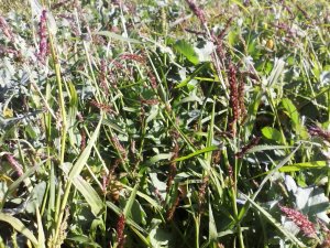 Chwastnica jednostronna