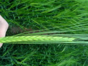 Jęczmień ozimy Sandra