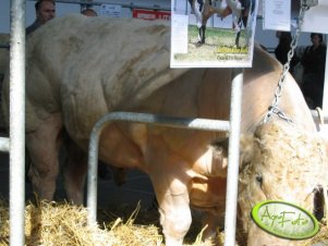 Fajnie ogolony. Z tego co pamiętam chowany był na mięso,