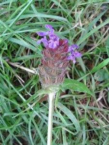 Głowienka pospolita