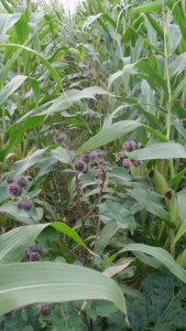 Łopian pajęczynowaty