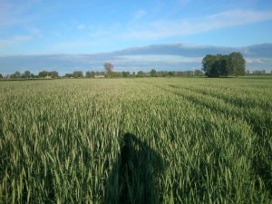 Żyto Dańkowskie Diament i Brasetto