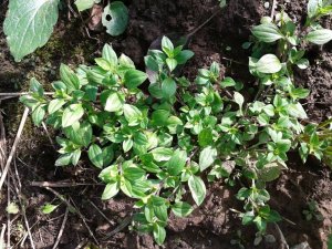 Możylinek trójnerwowy