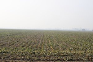 Rzepak ozimy Kolumb - siew punktowy