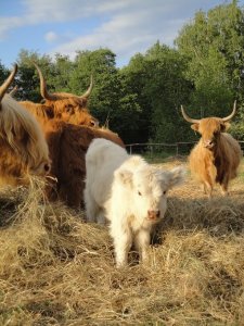 Cielak Highland Cattle