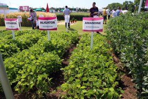 DLG Feldtage - Dni Pola DLG 2014