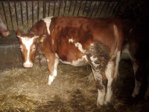 Jałówka verbeterd roodbont