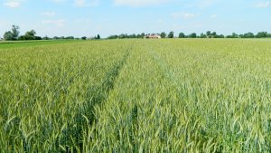 Pszenżyto ozime Borowik