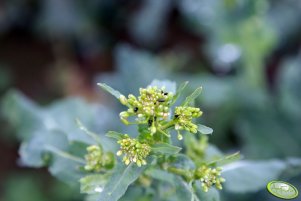 Rzepak ozimy 28.04.2013