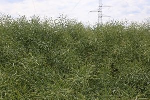 Rzepak ozimy ROHAN F1 15.06.2014