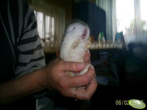 Śpiewający króliczek