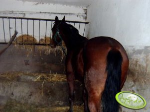 fotka zrobiona w stajni. Zrobie pare fotek jak bedzie na wyb