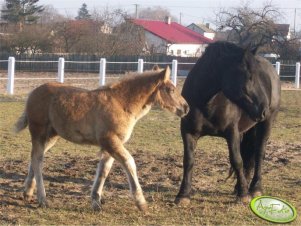 Furażerka i Fiona