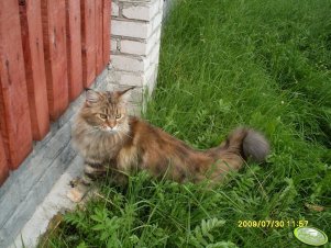 Gabi Maine Coon