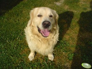 Golden Retriever