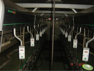 Hala udojowa Westfalia 2 x 10 szt