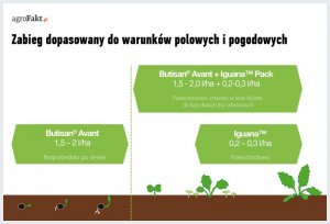 Herbicydy w rzepaku – większa niezależność od warunków wilgotnościowych gleby