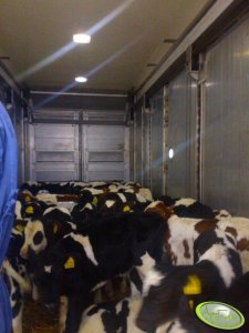 HF załadunek na Holandie 