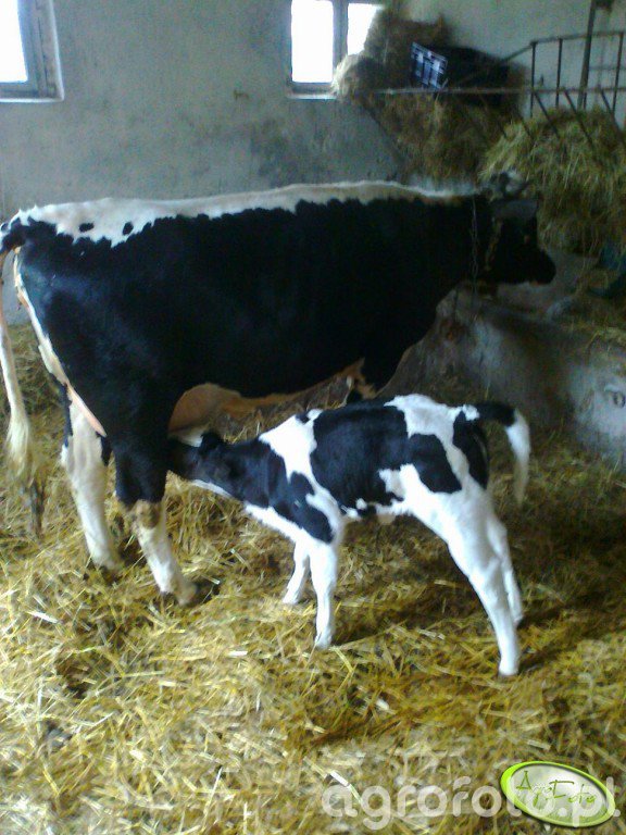 HF - zdjęcie, fotka, foto numer 367854 - Galeria rolnicza agrofoto