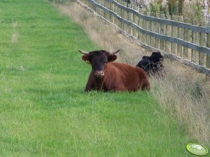 Highland Cattle