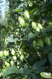 Humulus Lupulus