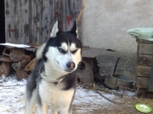 Husky 13 miesięcy
