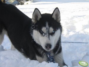 Husky - Oskar