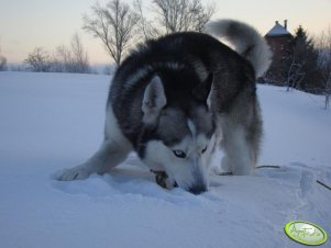 Husky