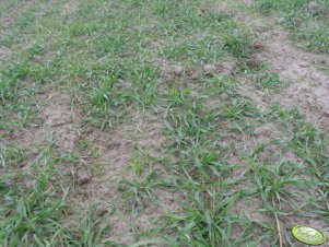 Hybrydowe Żyto Palazzo 