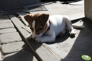 Jack Russell terrier 