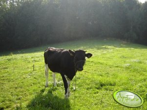 Jałółwka na pastwisku