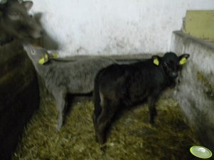 Jałóweczka i byczek