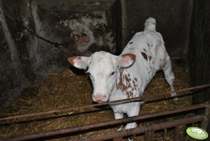 Jałóweczka