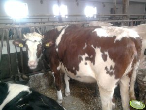 Jałówka 75% hf czerwono biały