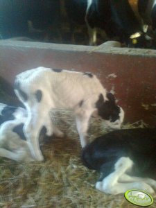 Jałówka montbeliarde