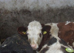 Jałówka simental F2