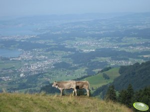 Jałówki Brown Swiss