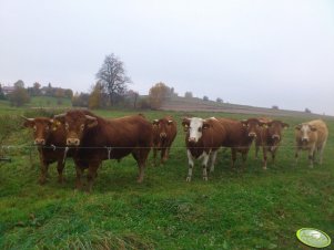 Jałówki do zacielenia