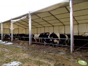 Jałówki w namiocie