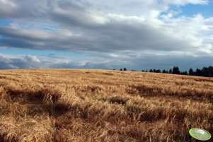 Jęczmień jary 13.07.2012