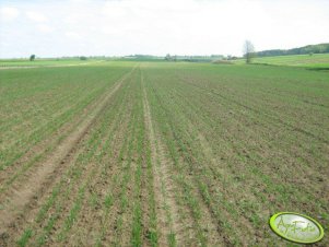 Jęczmień jary 2011 