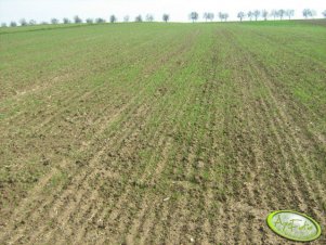 Jęczmień jary 2011 