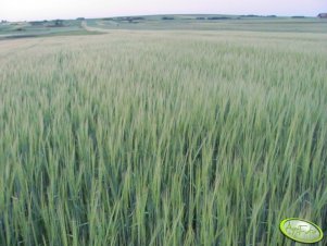 Jęczmień jary ATICO