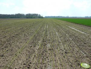 Jęczmień jary Eunova