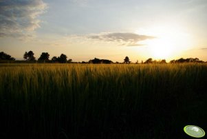 Jęczmień jary o zachodzie słońca