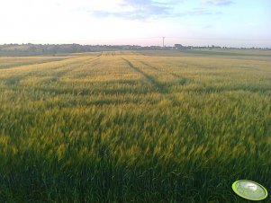 Jęczmień Jary Skald