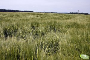 Jęczmien ozimy 06.06.2010