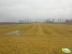 Jęczmień ozimy 23.02.2012