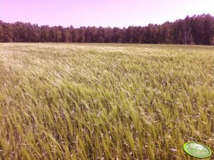 Jęczmień ozimy Rosita