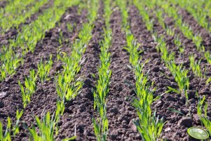 Jęczmień ozimy Wintmalt 02.10.2011